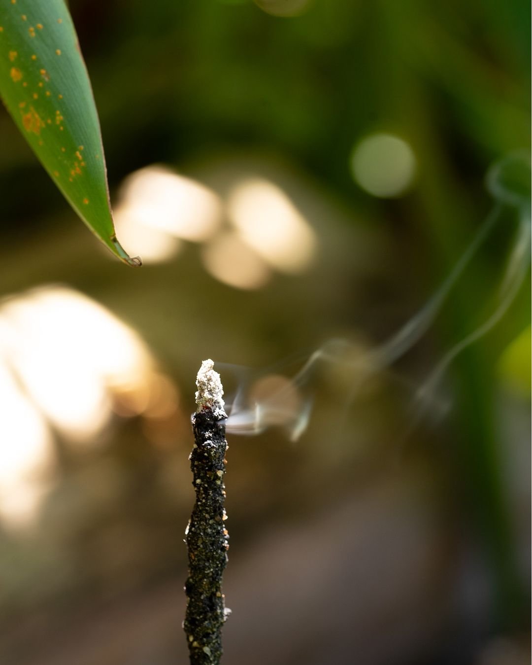 Sagrada Madre - Línea Natural